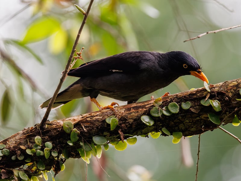 A Javan Myna perched on a branch, showing its glossy black plumage, white wing patch, and bright yellow bill and eye patch. (gallery image 2)
