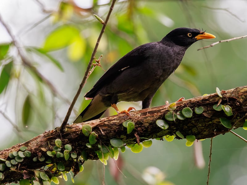 A Javan Myna perched on a branch, showing its glossy black plumage, white wing patch, and bright yellow bill and eye patch. (gallery image 1)