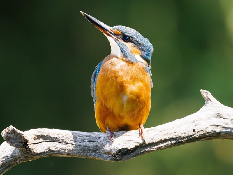 A small, brilliant turquoise bird with an orange belly perching on a thin twig. (gallery image 1)