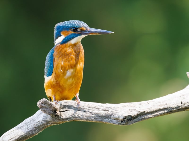 A small, brilliant turquoise bird with an orange belly perching on a thin twig. (gallery image 2)