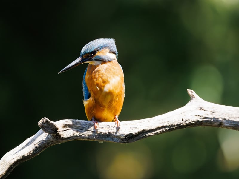 A small, brilliant turquoise bird with an orange belly perching on a thin twig. (gallery image 3)