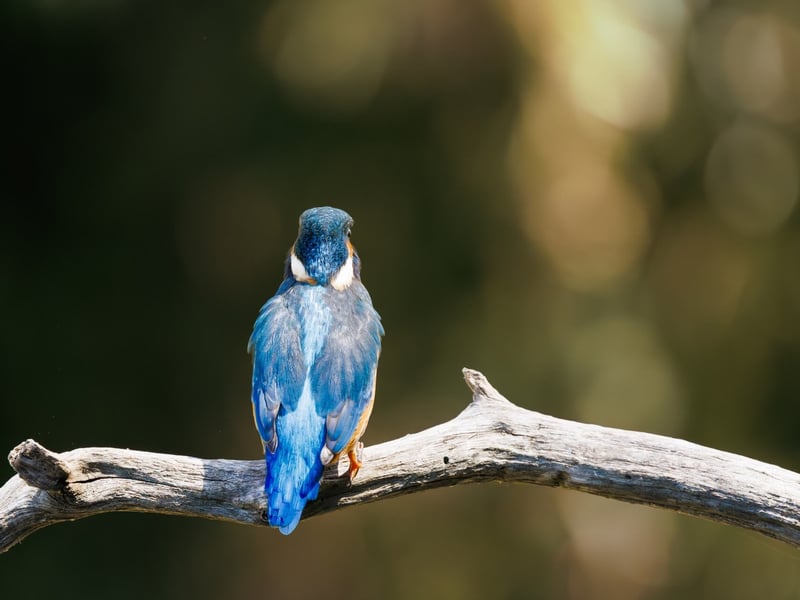 A small, brilliant turquoise bird with an orange belly perching on a thin twig. (gallery image 4)
