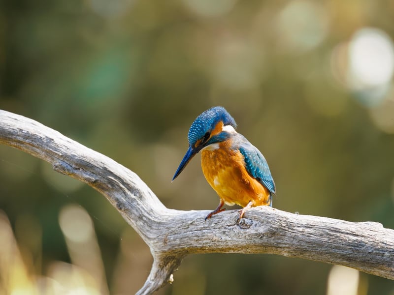 A small, brilliant turquoise bird with an orange belly perching on a thin twig. (gallery image 5)
