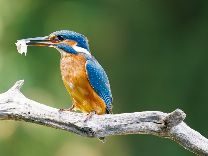 A small, brilliant turquoise bird with an orange belly perching on a thin twig. (gallery image 6)
