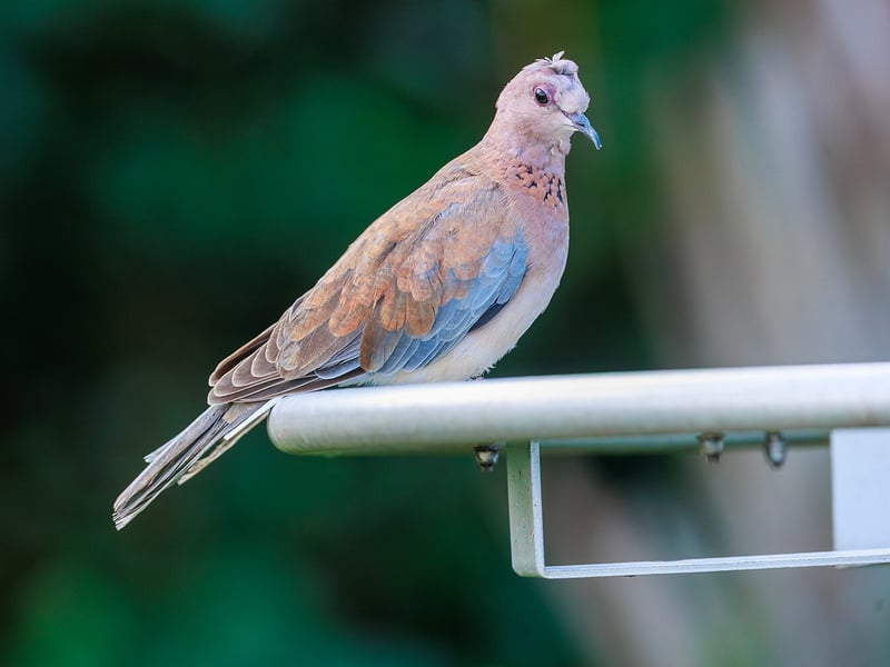 A small rufous-brown dove with a speckled black-and-white necklace and blue-grey wing panels perched on a branch. (gallery image 1)