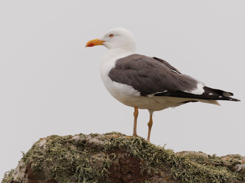 A medium-to-large gull with a dark slate-grey back, white head and underparts, yellow bill with a red spot, and distinct yellow legs. (gallery image 1)