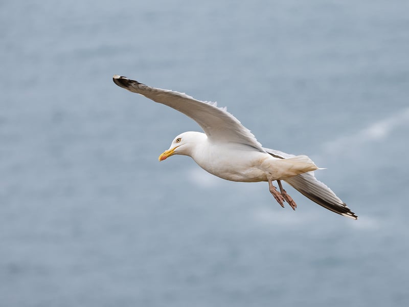 A medium-to-large gull with a dark slate-grey back, white head and underparts, yellow bill with a red spot, and distinct yellow legs. (gallery image 2)
