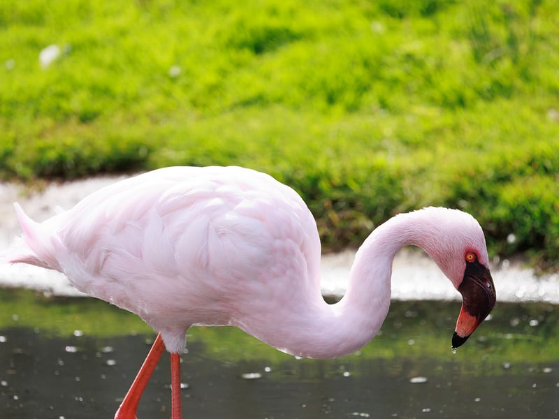 A flock of pink lesser flamingos wading in the shallow caustic waters of an alkaline soda lake. (gallery image 1)