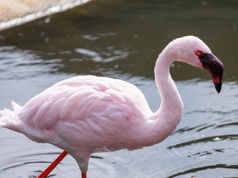 A flock of pink lesser flamingos wading in the shallow caustic waters of an alkaline soda lake. (gallery image 2)