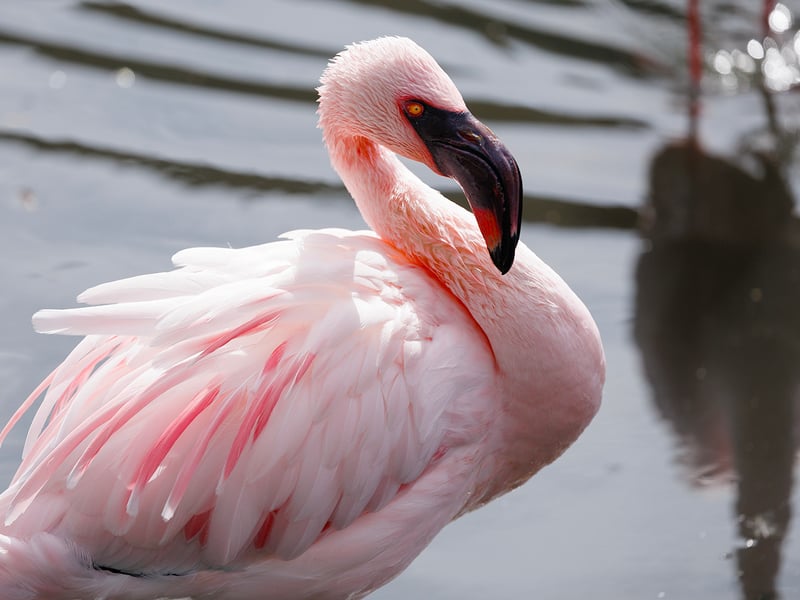 A flock of pink lesser flamingos wading in the shallow caustic waters of an alkaline soda lake. (gallery image 3)
