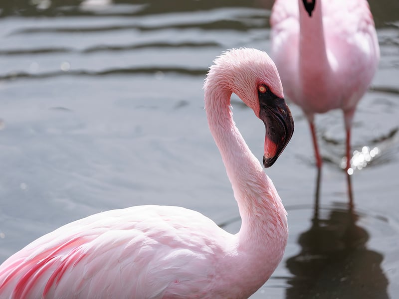 A flock of pink lesser flamingos wading in the shallow caustic waters of an alkaline soda lake. (gallery image 4)