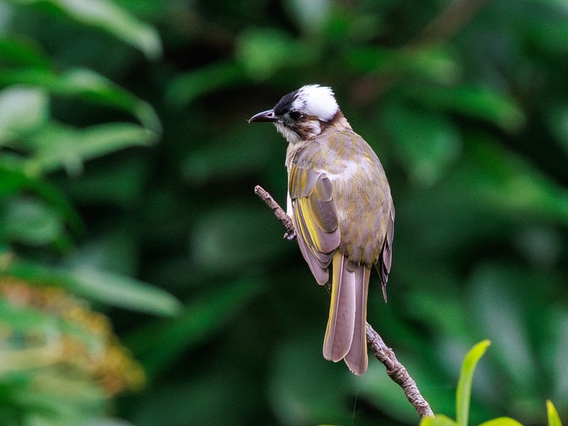 Light-vented bulbul with a black-and-white head, olive-brown upperparts and pale underparts. (gallery image 1)