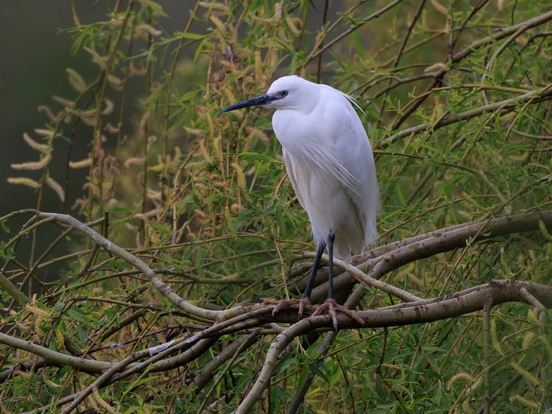 An elegant white bird with a long black bill, black legs, and yellow feet hunting in shallow water. (gallery image 1)