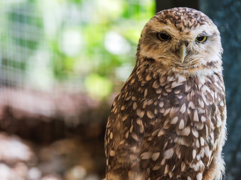 A small owl with bright yellow eyes, mottled brown-and-white plumage, and a flat-topped head, perched upright on a fence post. (gallery image 1)