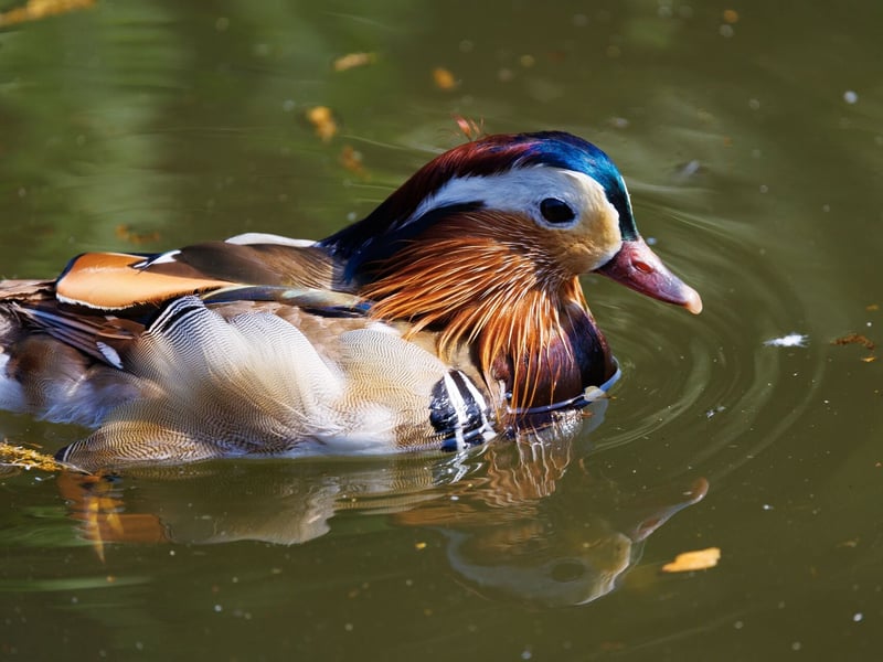 An extremely colourful male duck with orange 'sails' on its back swimming. (gallery image 1)