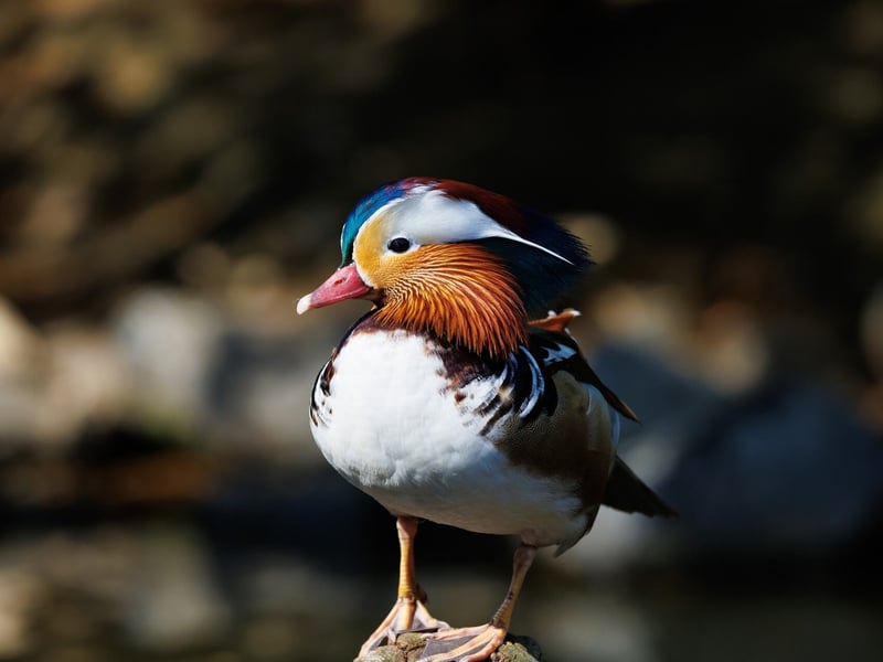 An extremely colourful male duck with orange 'sails' on its back swimming. (gallery image 2)
