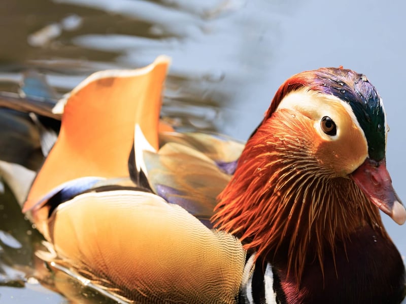 An extremely colourful male duck with orange 'sails' on its back swimming. (gallery image 3)