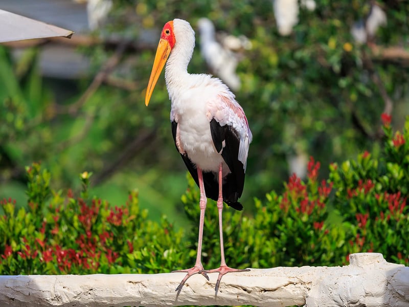 A medium-sized white stork with a yellowish bill, bald red-to-pinkish facial skin, and black flight feathers, foraging in a shallow wetland. (gallery image 2)