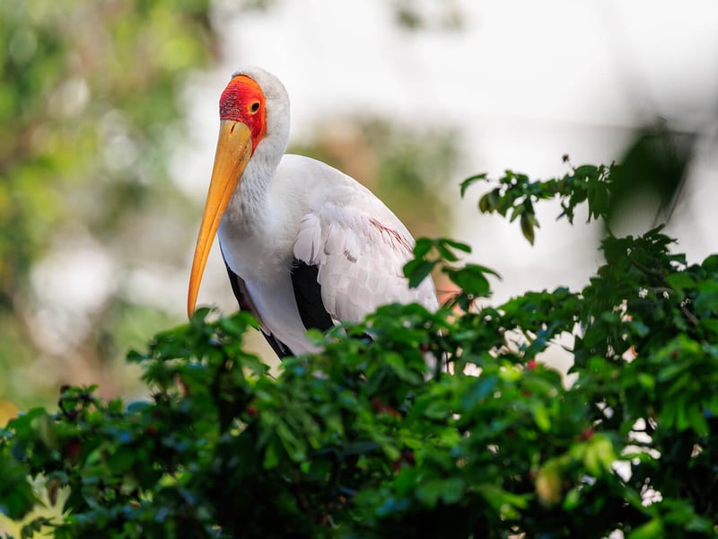 A medium-sized white stork with a yellowish bill, bald red-to-pinkish facial skin, and black flight feathers, foraging in a shallow wetland. (gallery image 1)