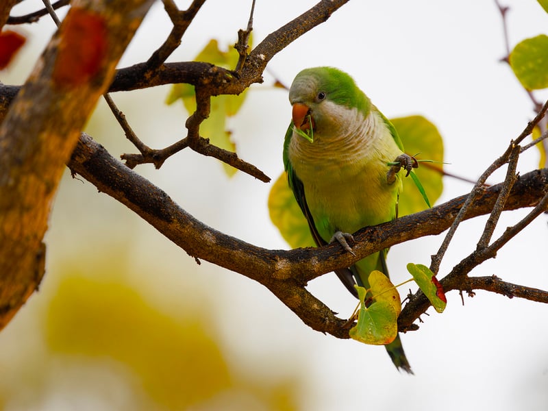 A bright green parrot with a grey face and chest perched on a branch. (gallery image 1)