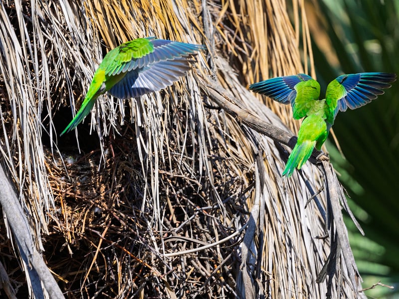 A bright green parrot with a grey face and chest perched on a branch. (gallery image 2)