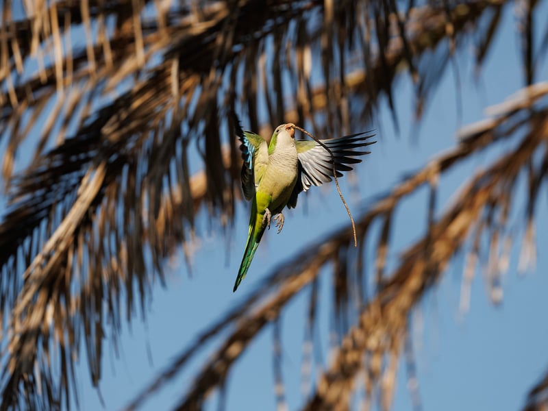 A bright green parrot with a grey face and chest perched on a branch. (gallery image 3)