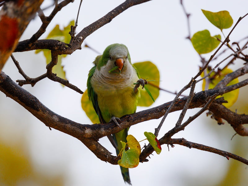A bright green parrot with a grey face and chest perched on a branch. (gallery image 4)