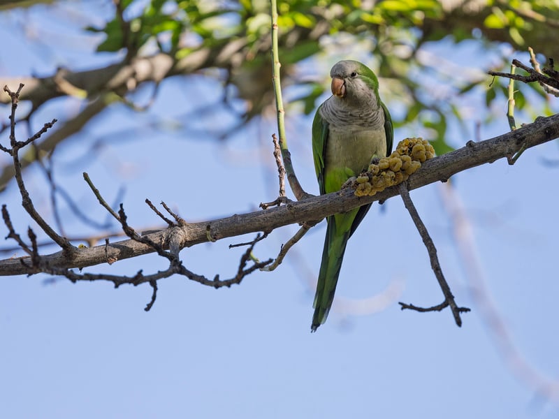 A bright green parrot with a grey face and chest perched on a branch. (gallery image 5)