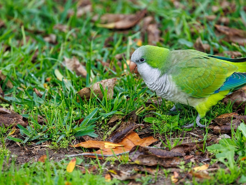 A bright green parrot with a grey face and chest perched on a branch. (gallery image 6)