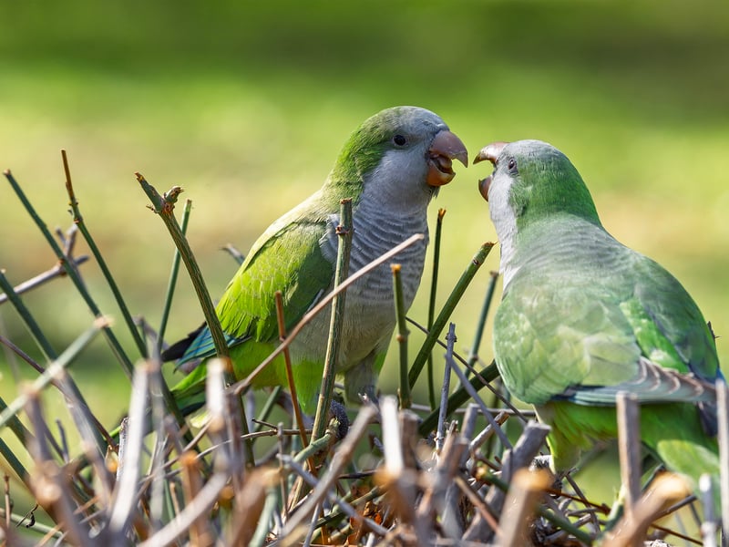 A bright green parrot with a grey face and chest perched on a branch. (gallery image 7)