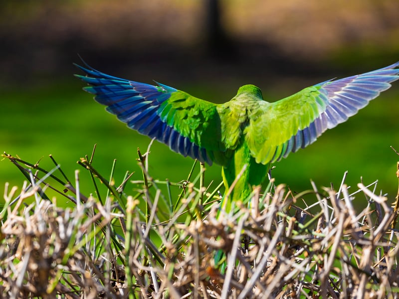 A bright green parrot with a grey face and chest perched on a branch. (gallery image 8)