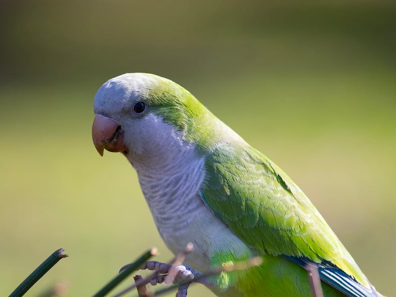 A bright green parrot with a grey face and chest perched on a branch. (gallery image 9)