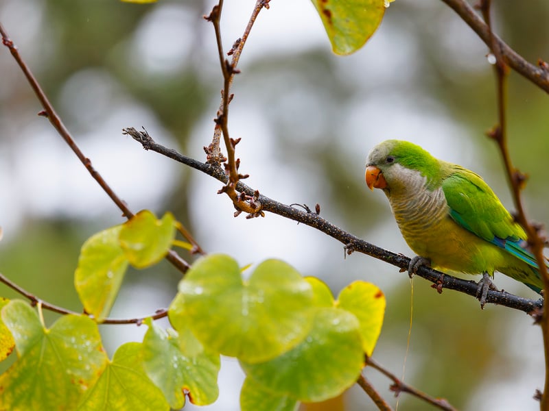 A bright green parrot with a grey face and chest perched on a branch. (gallery image 10)
