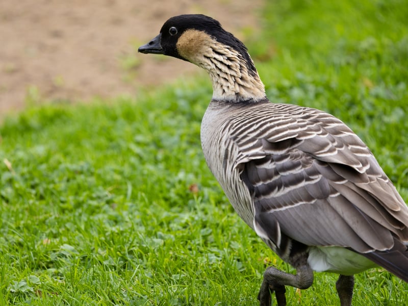 A goose with a black face, cream-coloured cheeks, and deeply furrowed neck feathers. (gallery image 2)