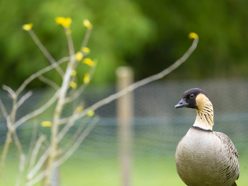 A goose with a black face, cream-coloured cheeks, and deeply furrowed neck feathers. (gallery image 3)