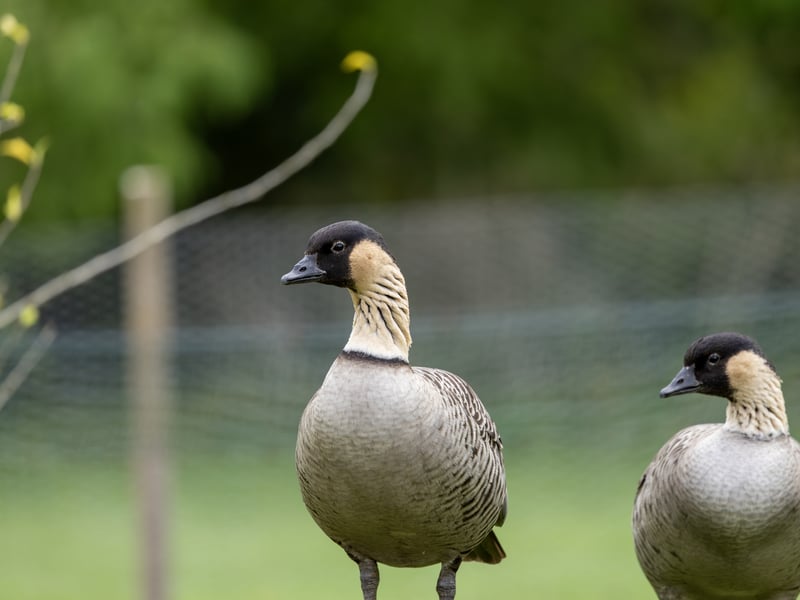 A goose with a black face, cream-coloured cheeks, and deeply furrowed neck feathers. (gallery image 4)