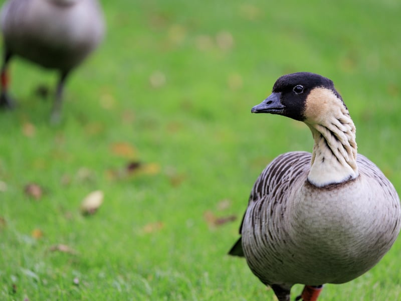A goose with a black face, cream-coloured cheeks, and deeply furrowed neck feathers. (gallery image 5)