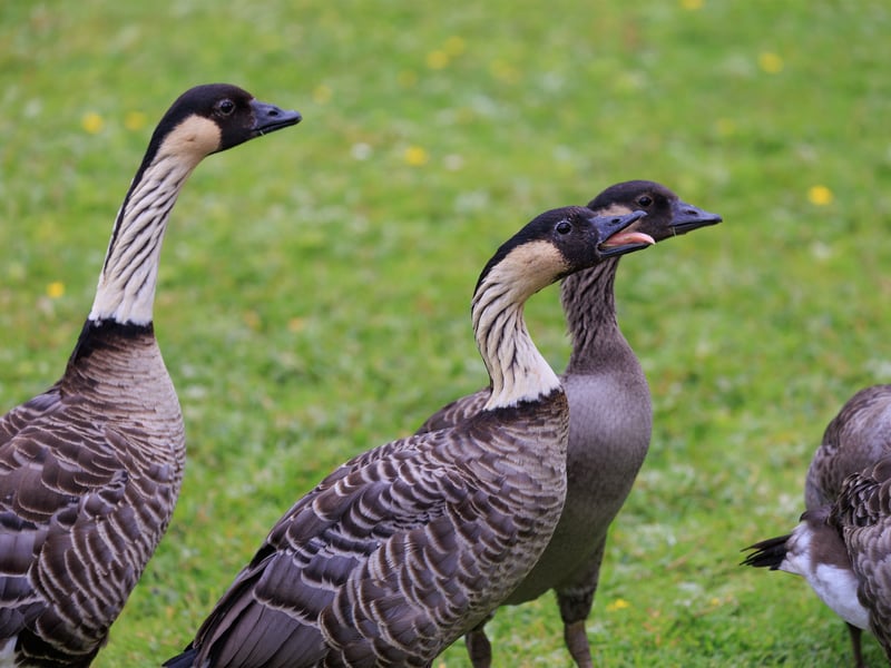 A goose with a black face, cream-coloured cheeks, and deeply furrowed neck feathers. (gallery image 6)