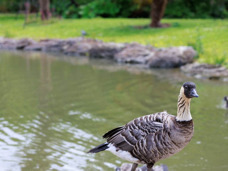 A goose with a black face, cream-coloured cheeks, and deeply furrowed neck feathers. (gallery image 7)
