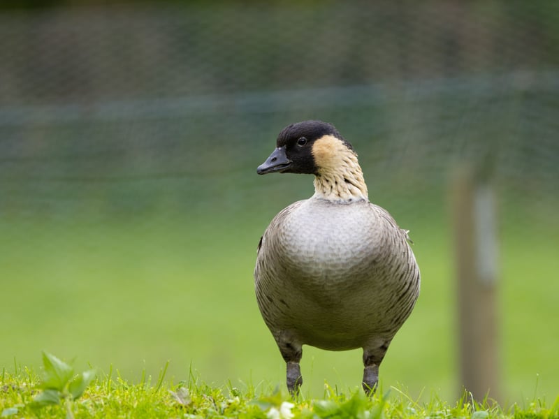 A goose with a black face, cream-coloured cheeks, and deeply furrowed neck feathers. (gallery image 1)