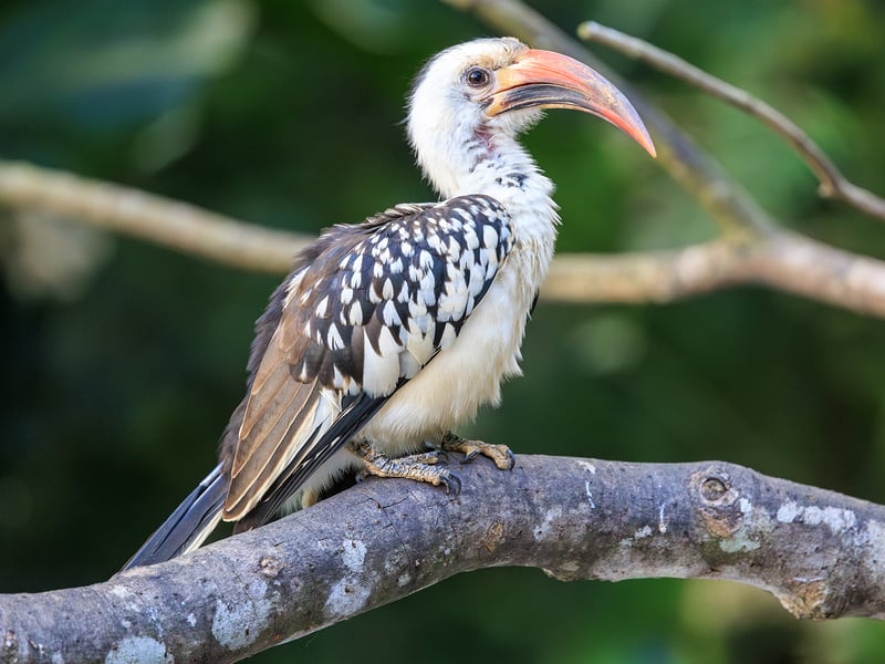 A small hornbill with black-and-white speckled plumage and a bright red, curved bill perching on a branch. (gallery image 1)
