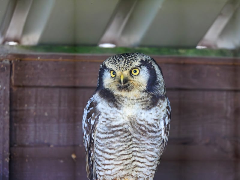 A slender owl with a long tail, barred underparts, and a falcon-like face perched atop a conifer. (gallery image 2)