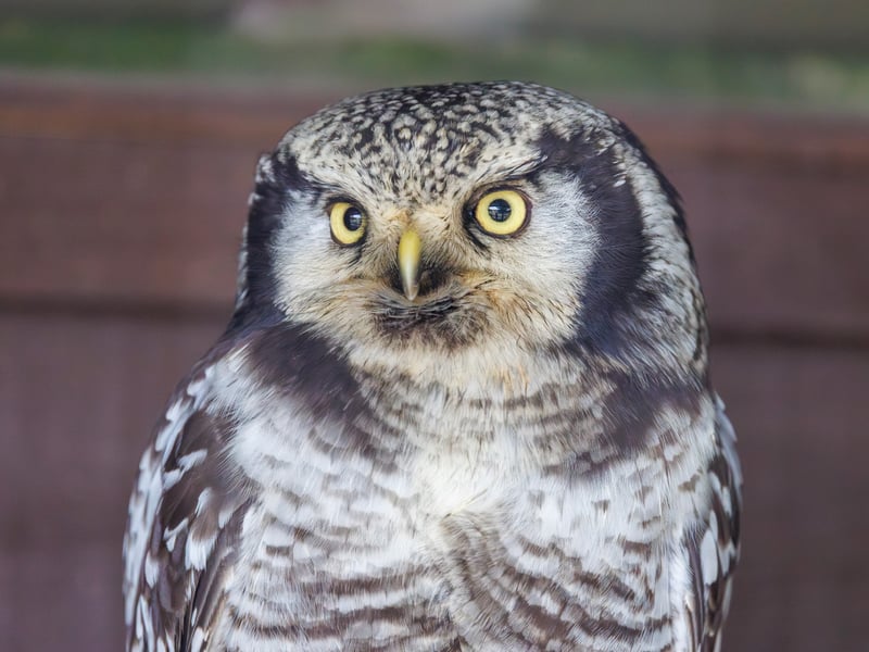 A slender owl with a long tail, barred underparts, and a falcon-like face perched atop a conifer. (gallery image 1)