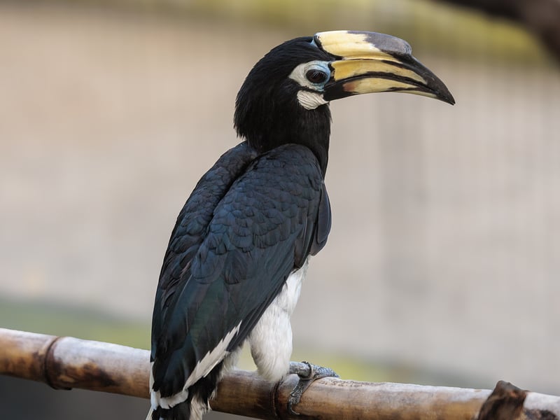 A medium-sized hornbill with stark black-and-white plumage and a pale yellow bill with a cylindrical casque. (gallery image 2)