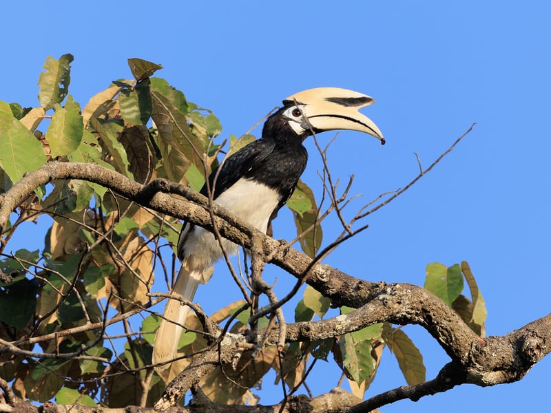 A medium-sized hornbill with stark black-and-white plumage and a pale yellow bill with a cylindrical casque. (gallery image 1)
