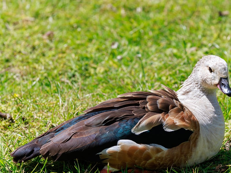 A pale-headed goose with chestnut sides, dark green wings, and pink legs standing on a sandy riverbank. (gallery image 1)