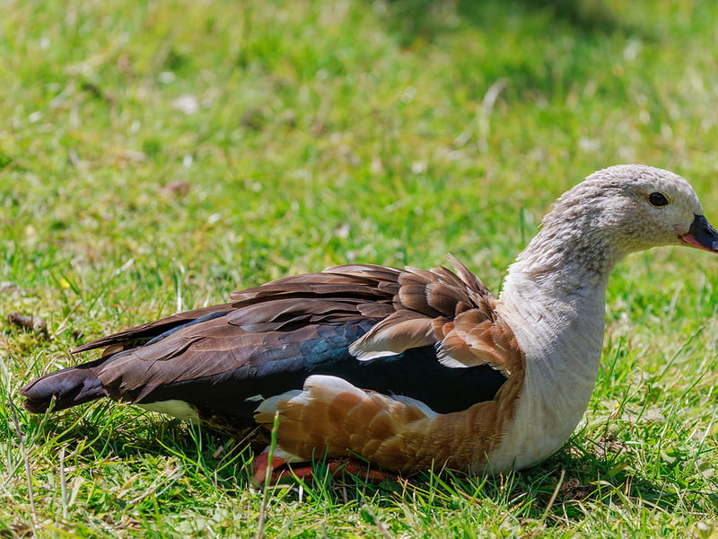 A pale-headed goose with chestnut sides, dark green wings, and pink legs standing on a sandy riverbank. (gallery image 2)