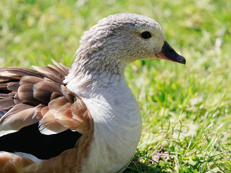 A pale-headed goose with chestnut sides, dark green wings, and pink legs standing on a sandy riverbank. (gallery image 3)