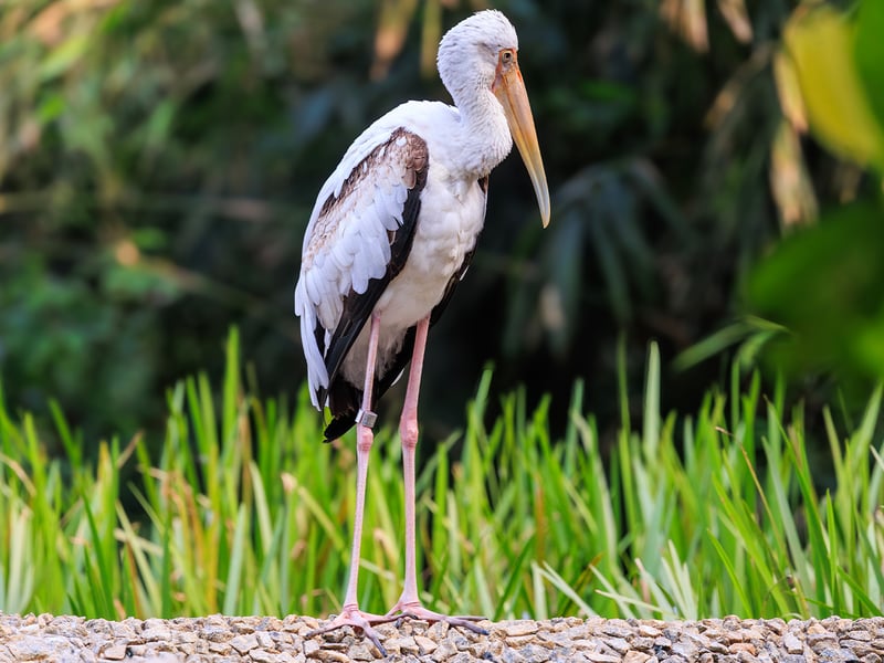 A large wading bird with a white body, black-and-white barred wings, bright pink tail coverts, and a yellow downward-curving beak. (gallery image 1)