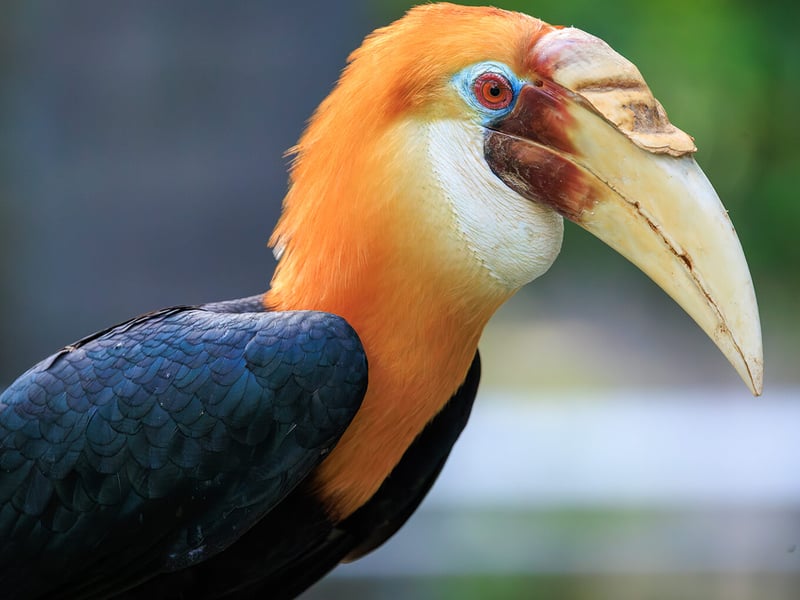 A Papuan Hornbill perched on a branch, showing its large corrugated bill and casque, creamy white head, and jet-black body plumage. (gallery image 1)